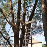 Treehouse Construction